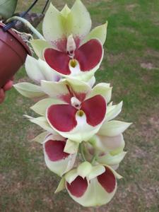 Catasetum pileatum