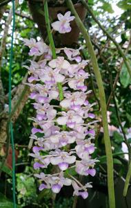 Rhynchostylis retusa