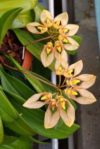 Bulbophyllum annandalei