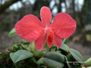 Cattleya wittigiana