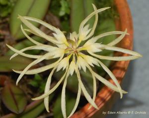 Bulbophyllum purpurascens