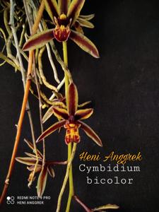 Cymbidium bicolor