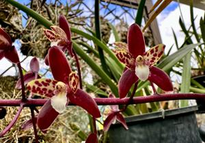 Cymbidium canaliculatum