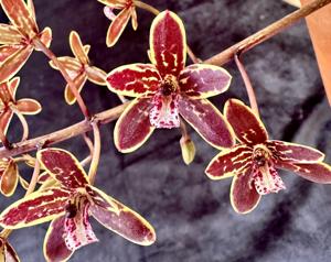 Cymbidium canaliculatum