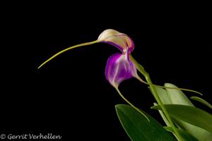 Masdevallia antonii