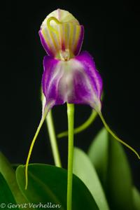 Masdevallia antonii