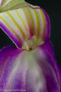 Masdevallia antonii