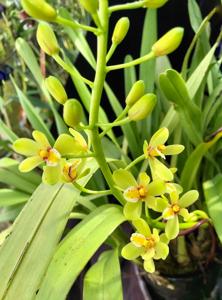 Cymbidium chloranthum