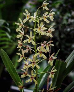 Cymbidium chloranthum