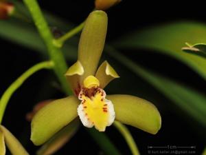 Cymbidium chloranthum