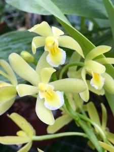 Cymbidium chloranthum