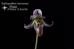 Paphiopedilum fairrieanum