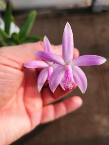 Cattleya caulescens