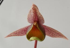 Catasetum fuchsii