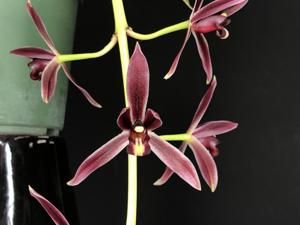 Cymbidium dayanum