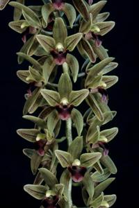 Cymbidium devonianum