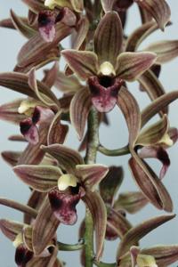 Cymbidium devonianum