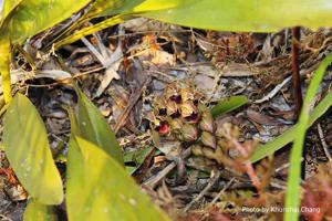 Cymbidium devonianum