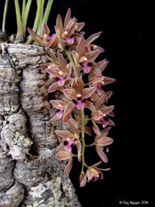 Cymbidium devonianum