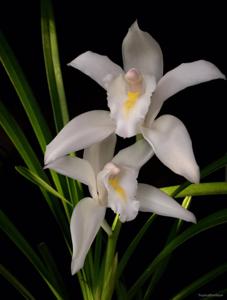 Cymbidium eburneum