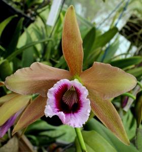 Cattleya tenebrosa