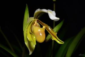 Paphiopedilum exul