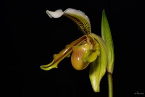 Paphiopedilum exul