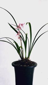 Cymbidium ensifolium