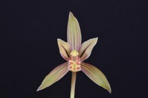 Cymbidium ensifolium