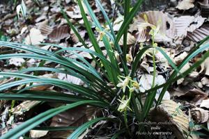 Cymbidium ensifolium