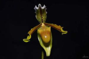 Paphiopedilum exul