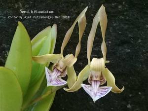 Dendrobium bicaudatum