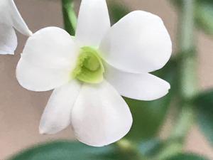 Dendrobium ovatum