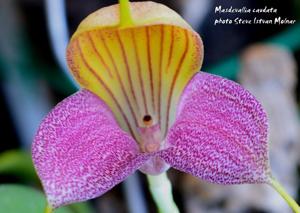 Masdevallia caudata