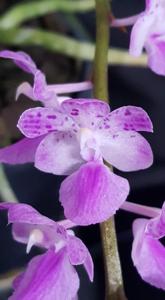 Aerides rosea