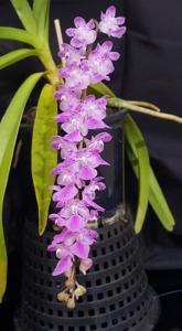 Aerides rosea