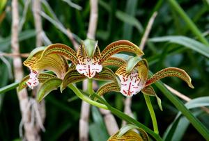 Cymbidium erythraeum