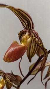 Paphiopedilum intaniae