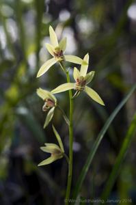 Cymbidium faberi