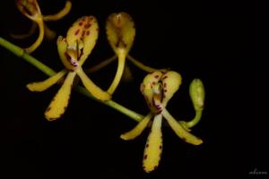 Renanthera histrionica