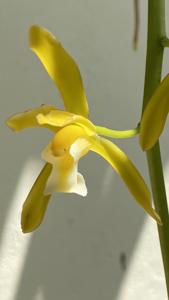 Cymbidium finlaysonianum