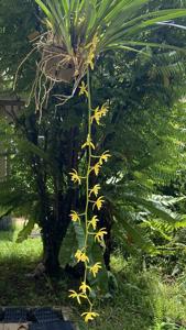 Cymbidium finlaysonianum