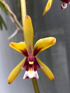 Cymbidium finlaysonianum