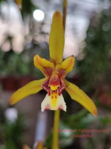 Cymbidium finlaysonianum