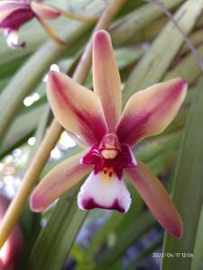 Cymbidium finlaysonianum
