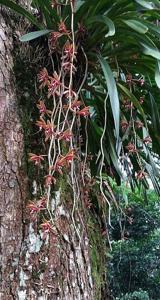 Cymbidium finlaysonianum