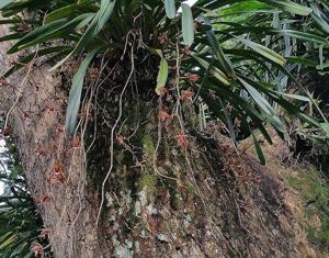 Cymbidium finlaysonianum