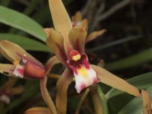 Cymbidium finlaysonianum