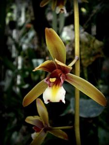 Cymbidium finlaysonianum