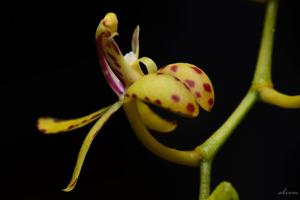 Renanthera histrionica